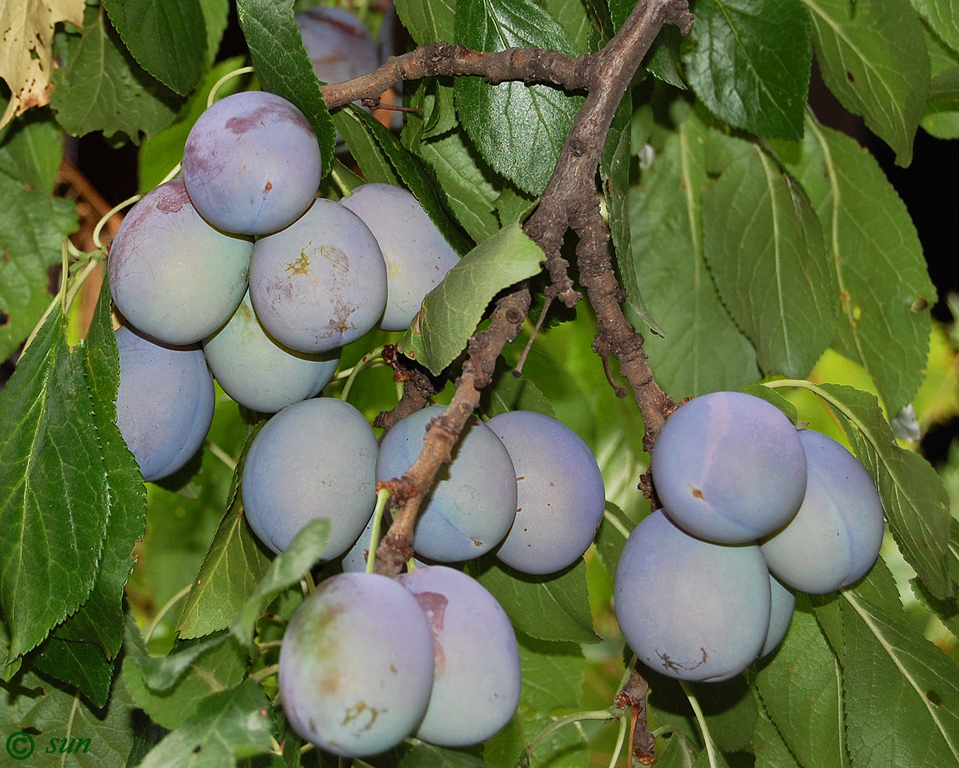 Image of Prunus domestica specimen.