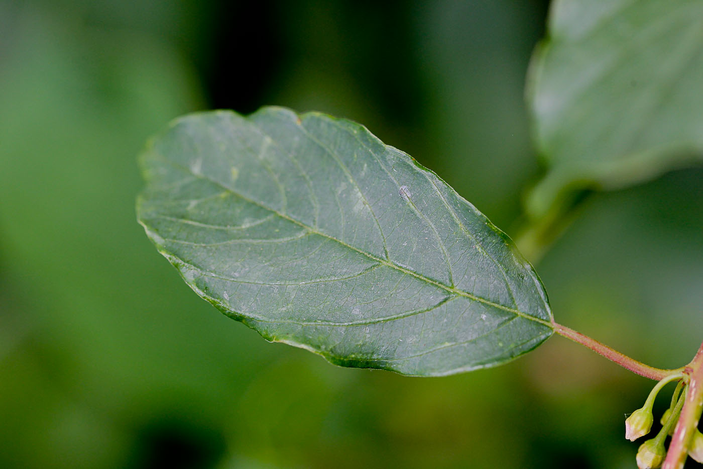 Изображение особи Frangula alnus.