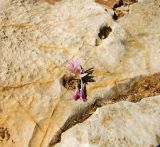 Colchicum stevenii. Цветущее растение с первым листом в углублении в скале. Израиль, Иудейская пустыня, севернее г. Маале Адумим, склон восточной экспозиции. 16.10.2012.