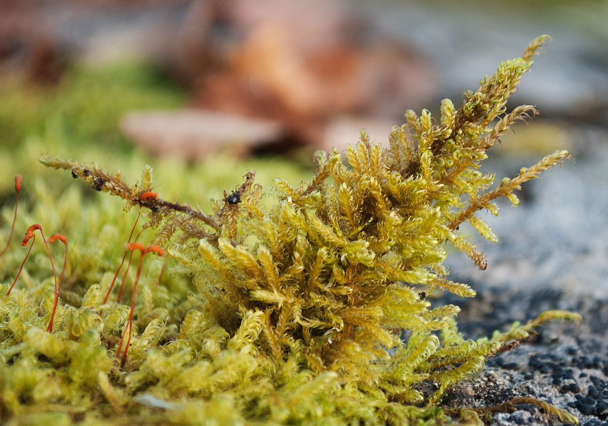 Image of Sanionia uncinata specimen.