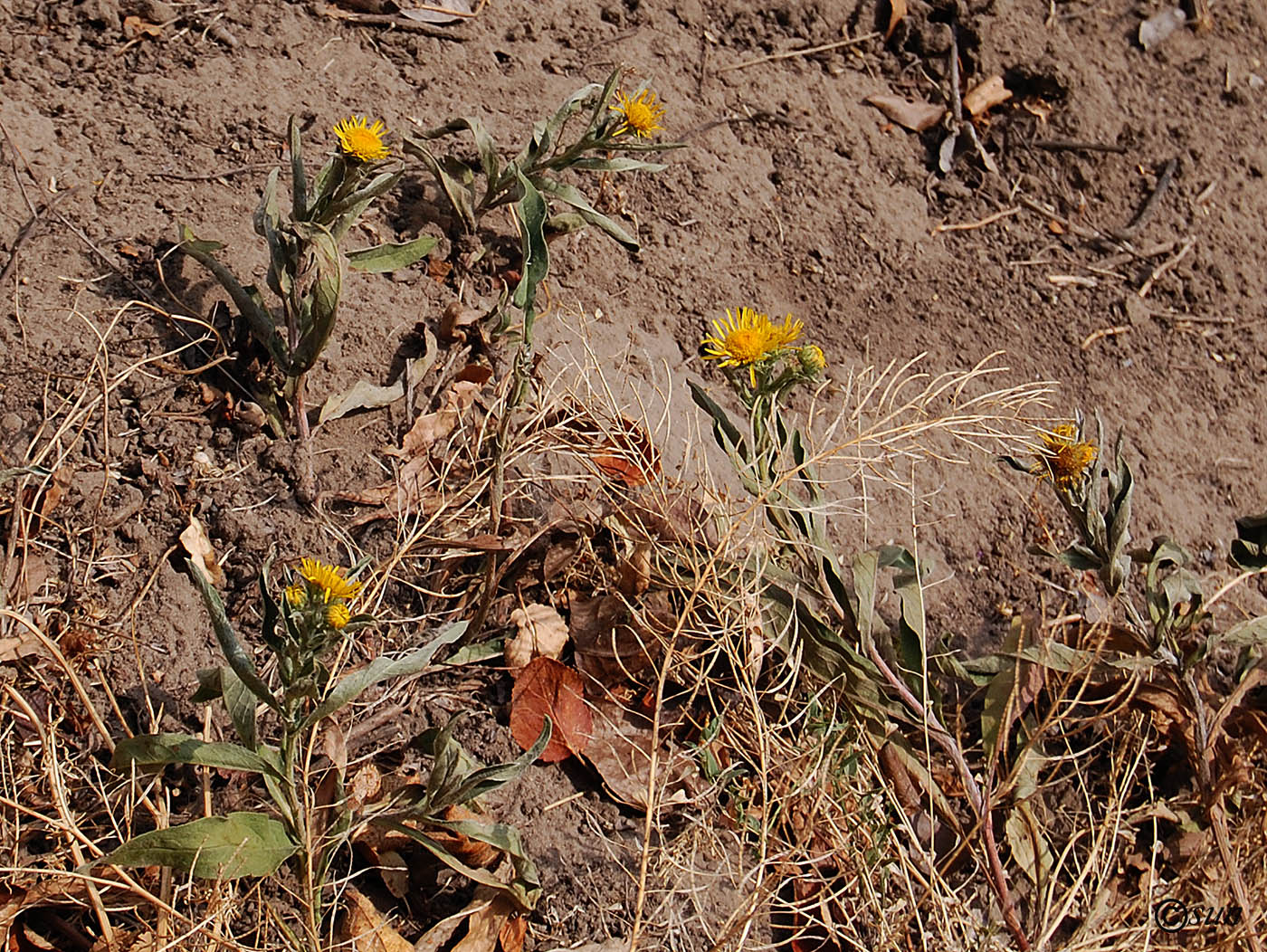 Image of Inula britannica specimen.