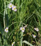 Alisma plantago-aquatica