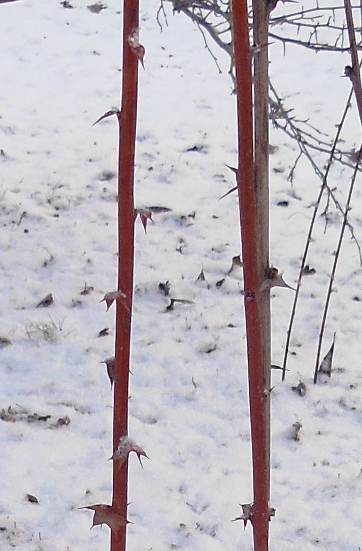 Image of Berberis koreana specimen.