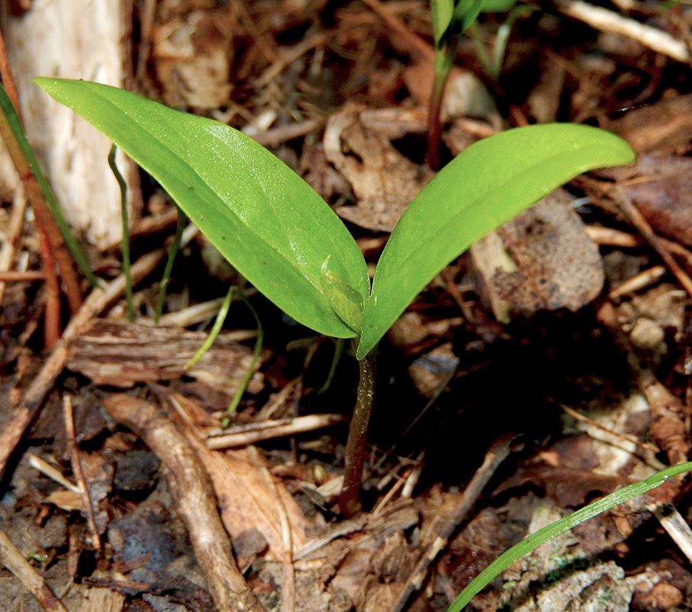 Image of Fraxinus excelsior specimen.