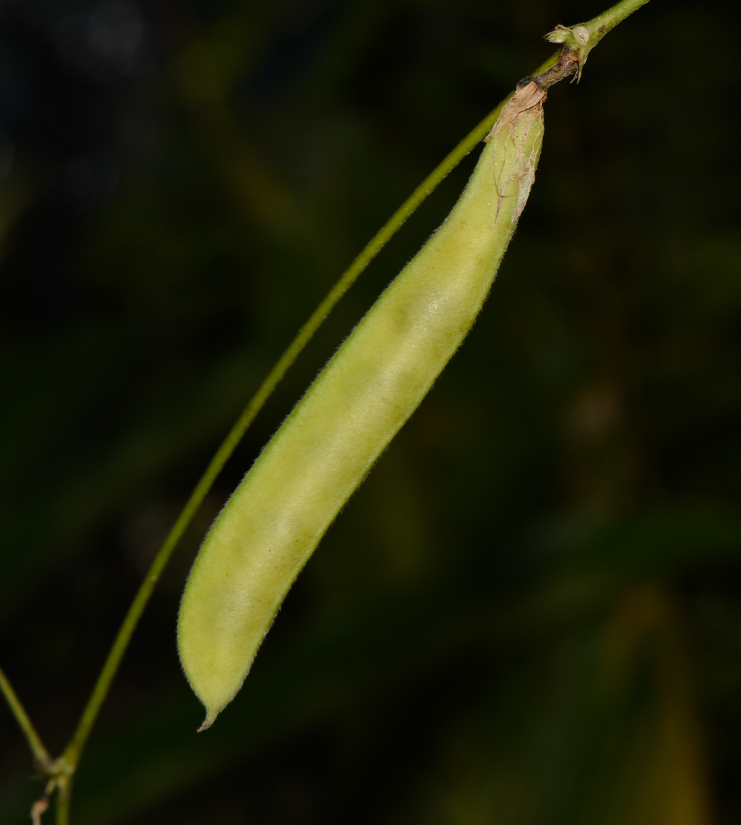 Изображение особи Clitoria ternatea.