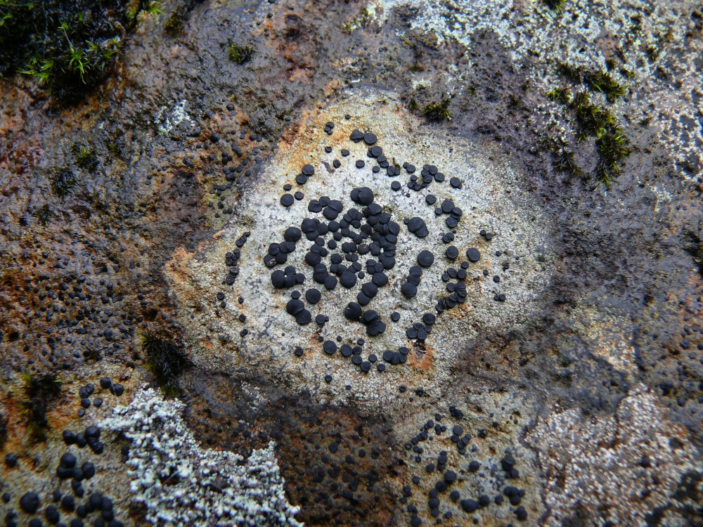 Image of familia Lecideaceae specimen.