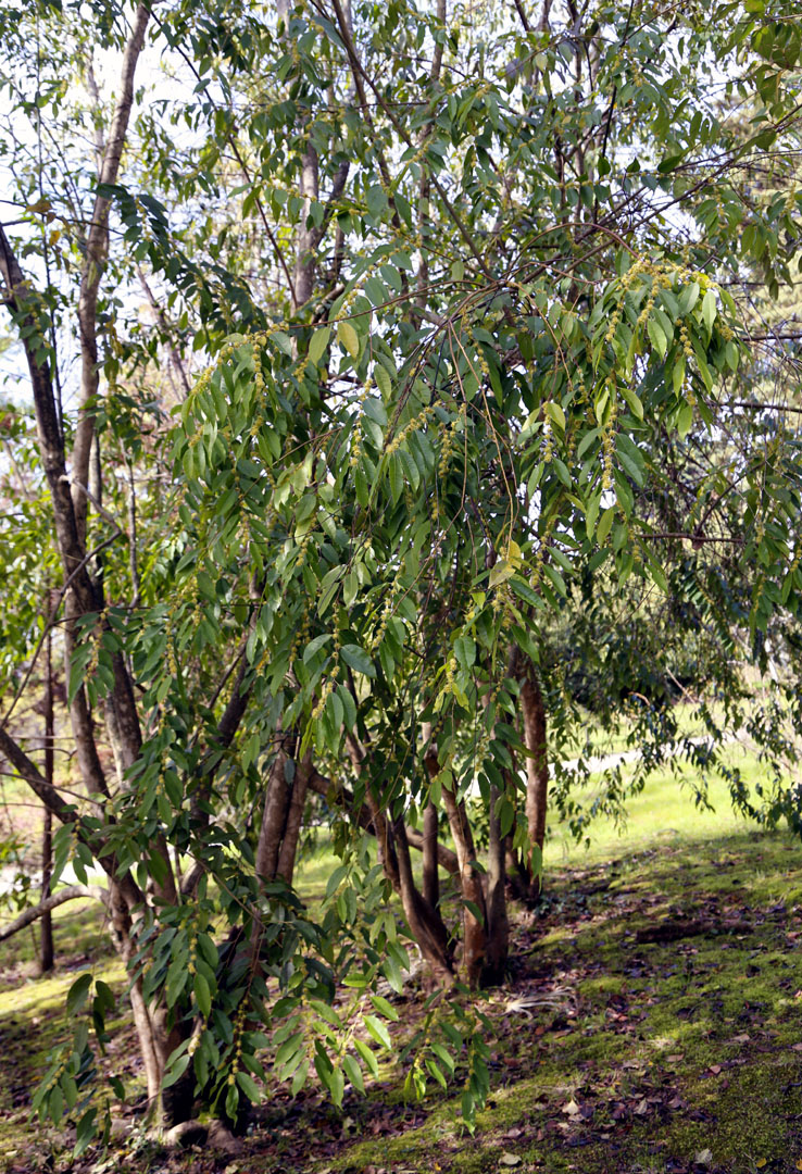 Image of Ilex corallina specimen.