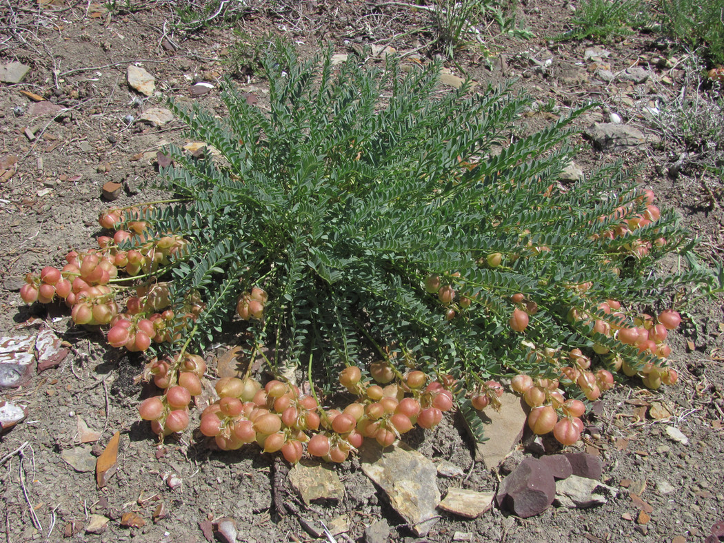 Image of Astragalus suprapilosus specimen.