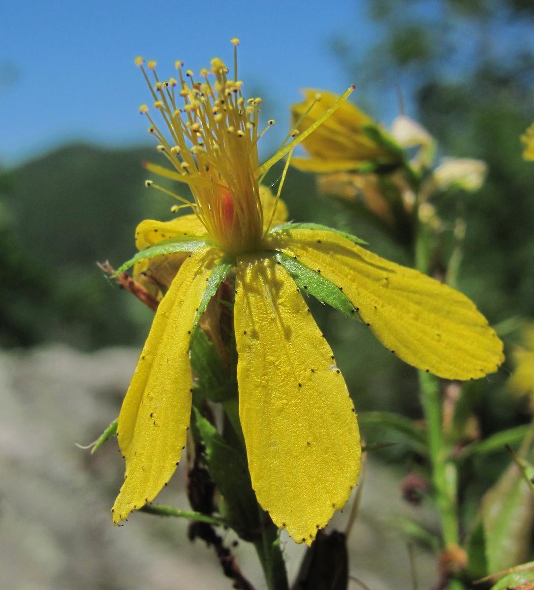 Изображение особи Hypericum maleevii.