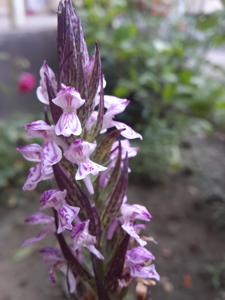 Image of Dactylorhiza umbrosa specimen.