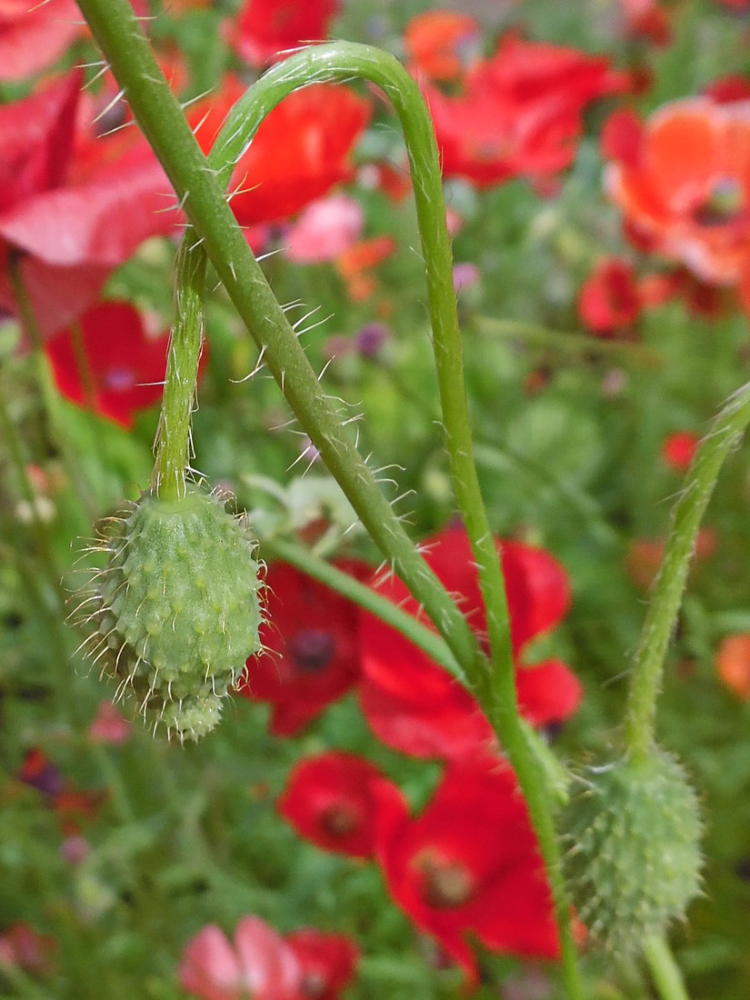 Изображение особи Papaver rhoeas.