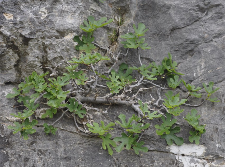 Image of Ficus carica specimen.