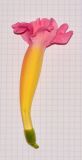 Distictis buccinatoria. Цветок. Израиль, Шарон, пос. Кфар Монаш, ботанический сад \"Хават Ганой\". 30.04.2017.