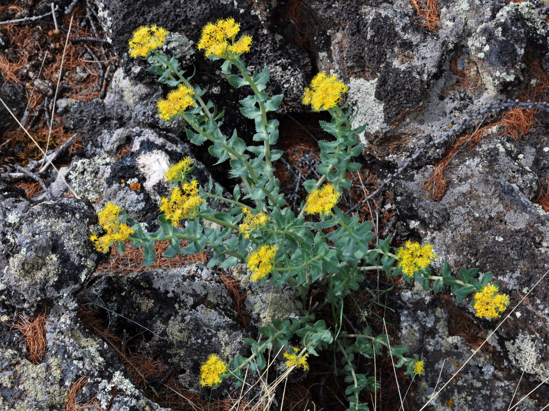 Image of Rhodiola rosea specimen.