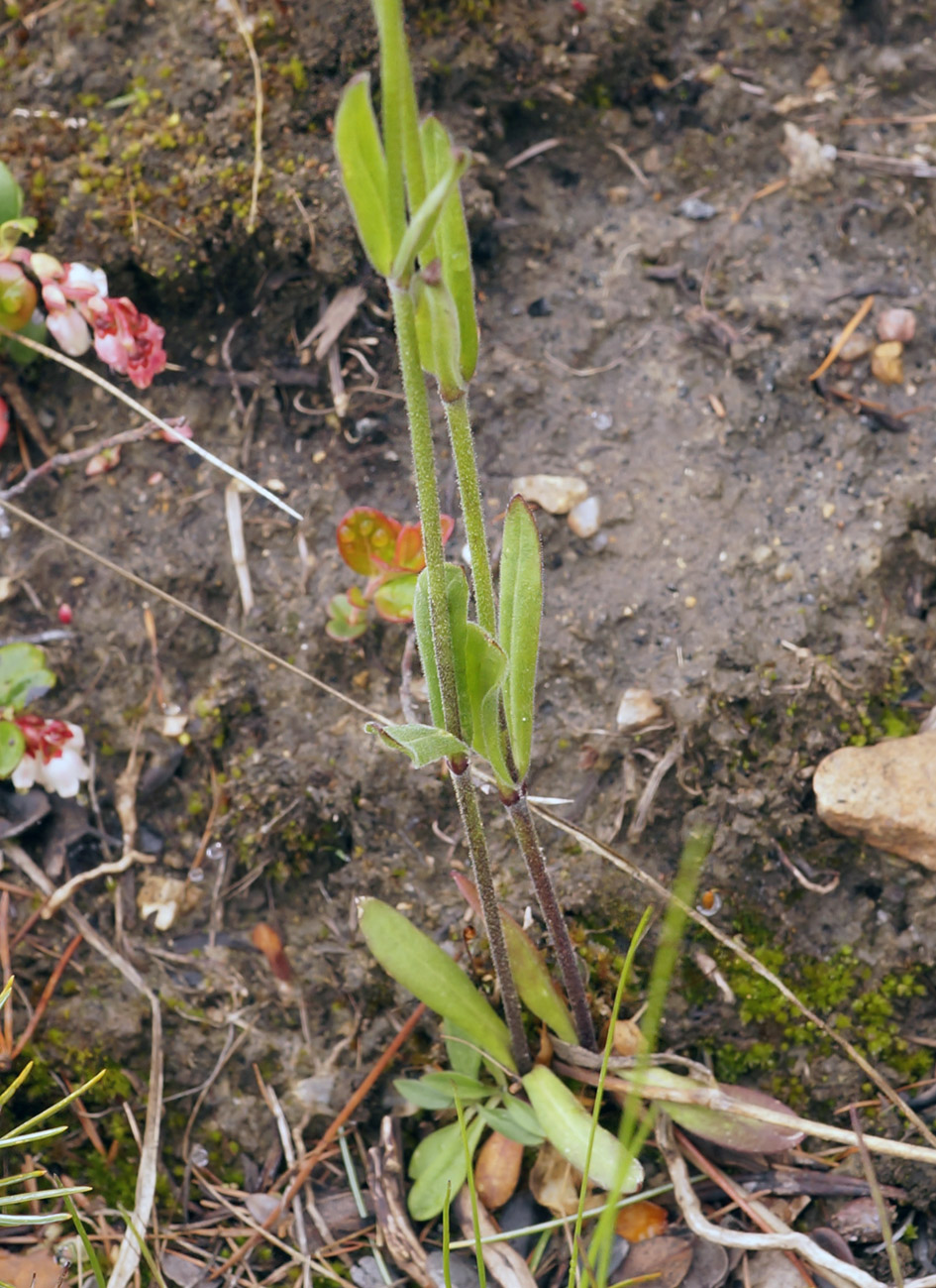 Image of Gastrolychnis pauciflora specimen.