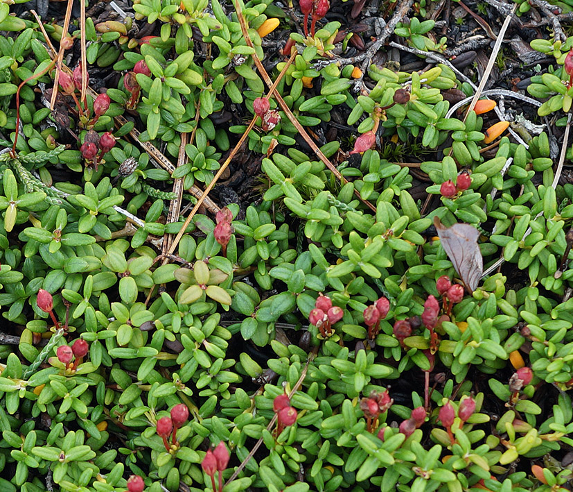 Image of Loiseleuria procumbens specimen.