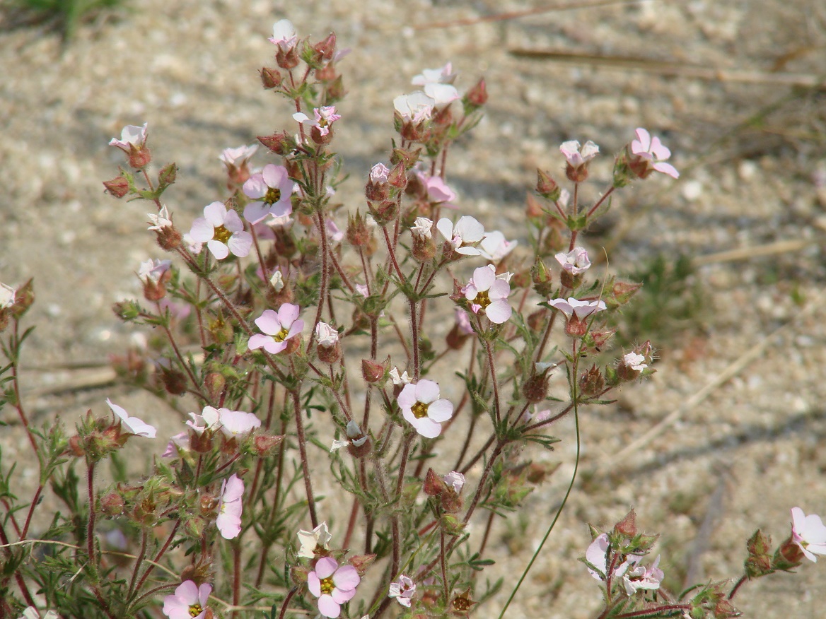 Image of Chamaerhodos grandiflora specimen.