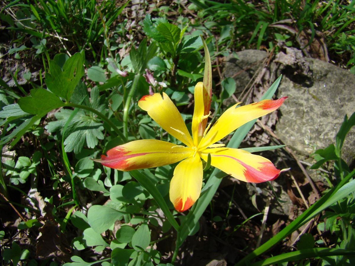 Изображение особи Tulipa anadroma.