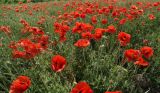 Papaver rhoeas