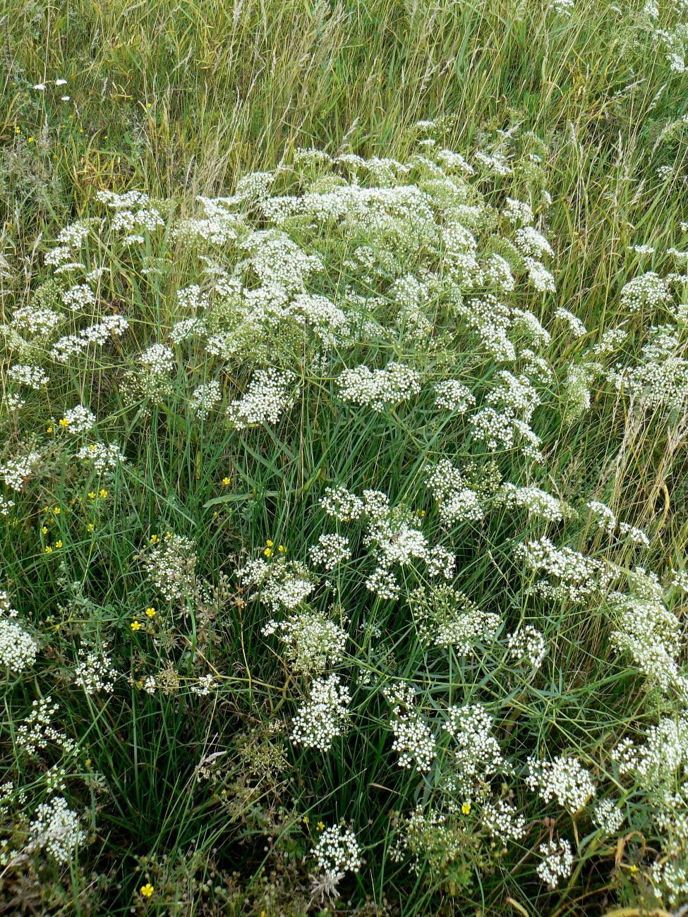 Image of Falcaria vulgaris specimen.