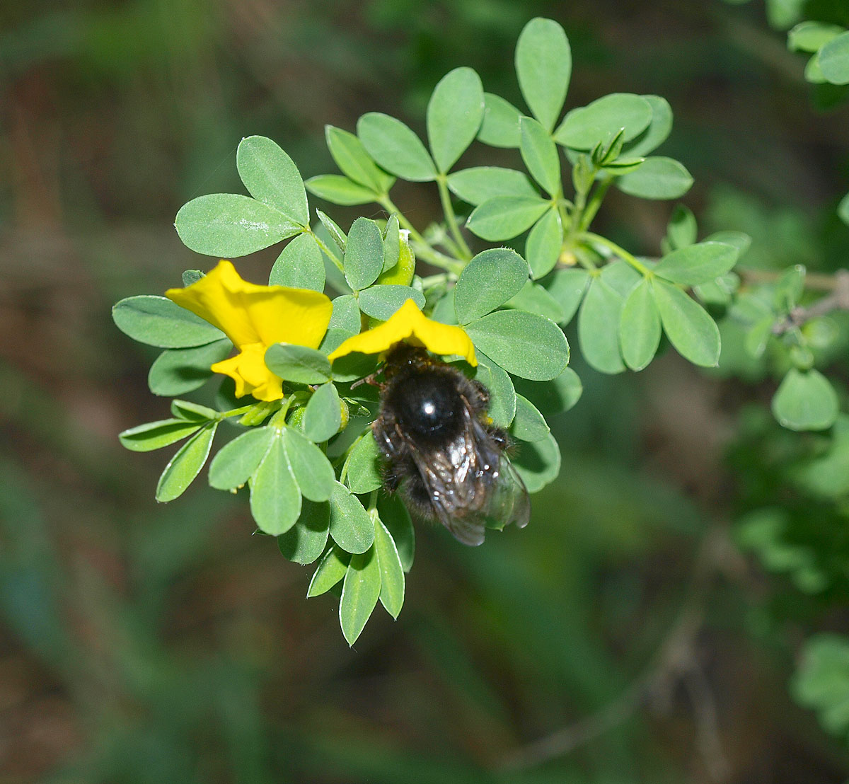 Image of Chamaecytisus ruthenicus specimen.