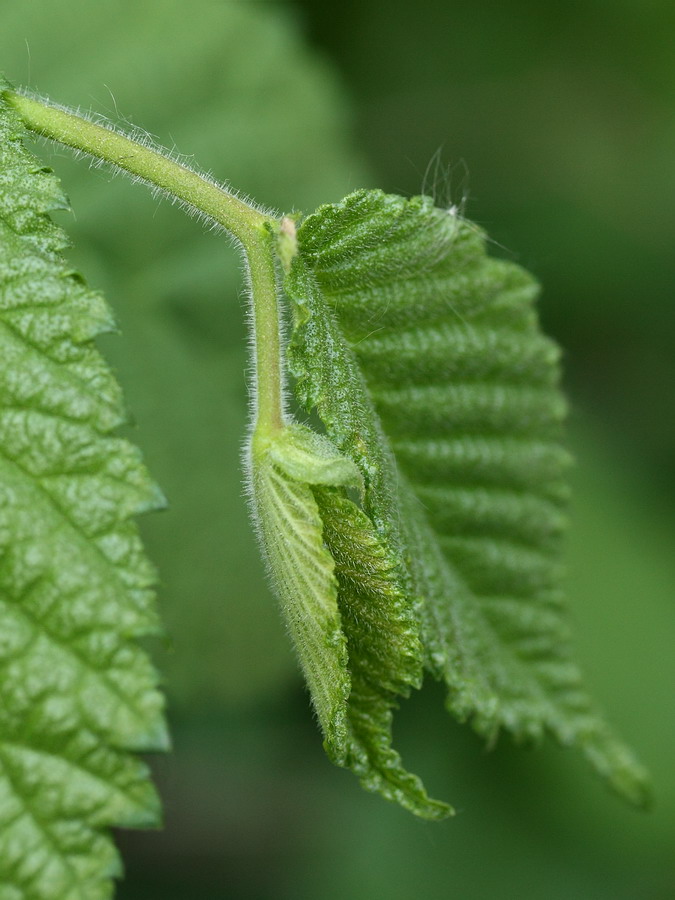 Image of Ulmus glabra specimen.