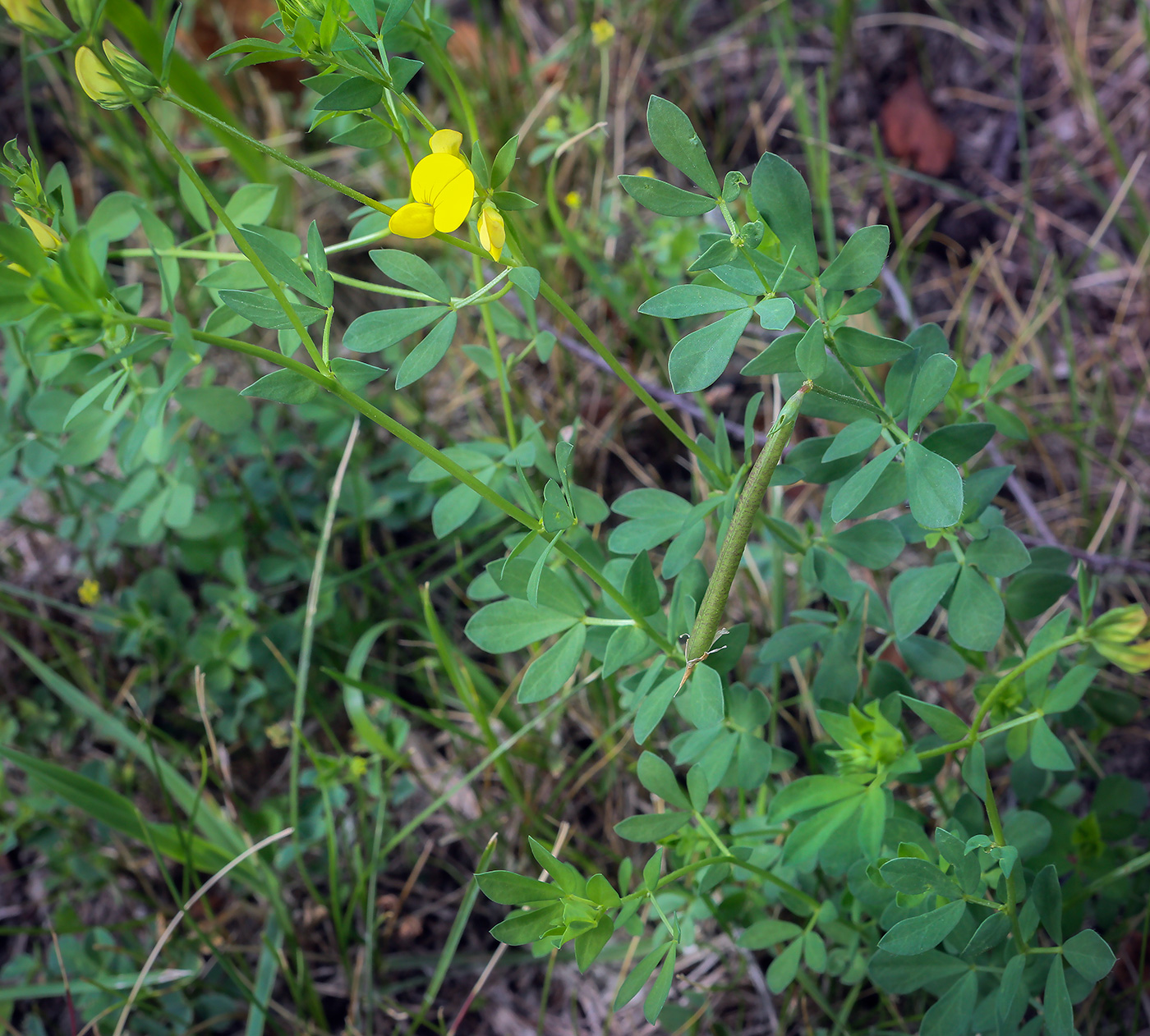 Изображение особи Lotus arvensis.