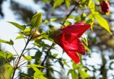 Hibiscus coccineus. Верхушка побега с цветком и бутонами. Крым, пос. Партенит, в культуре. 18.09.2018.