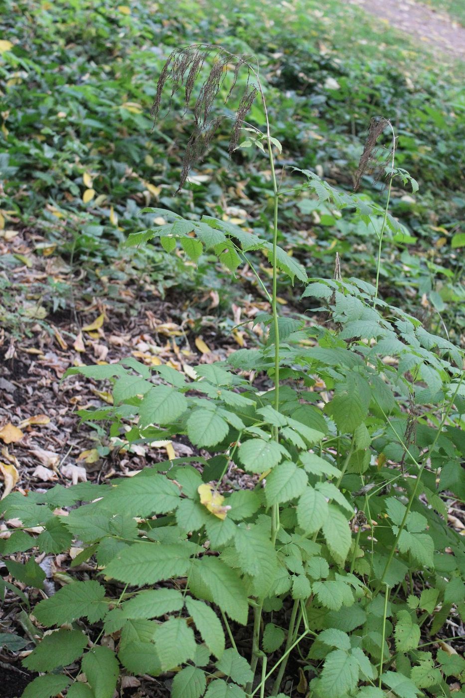 Image of Aruncus sylvestris specimen.