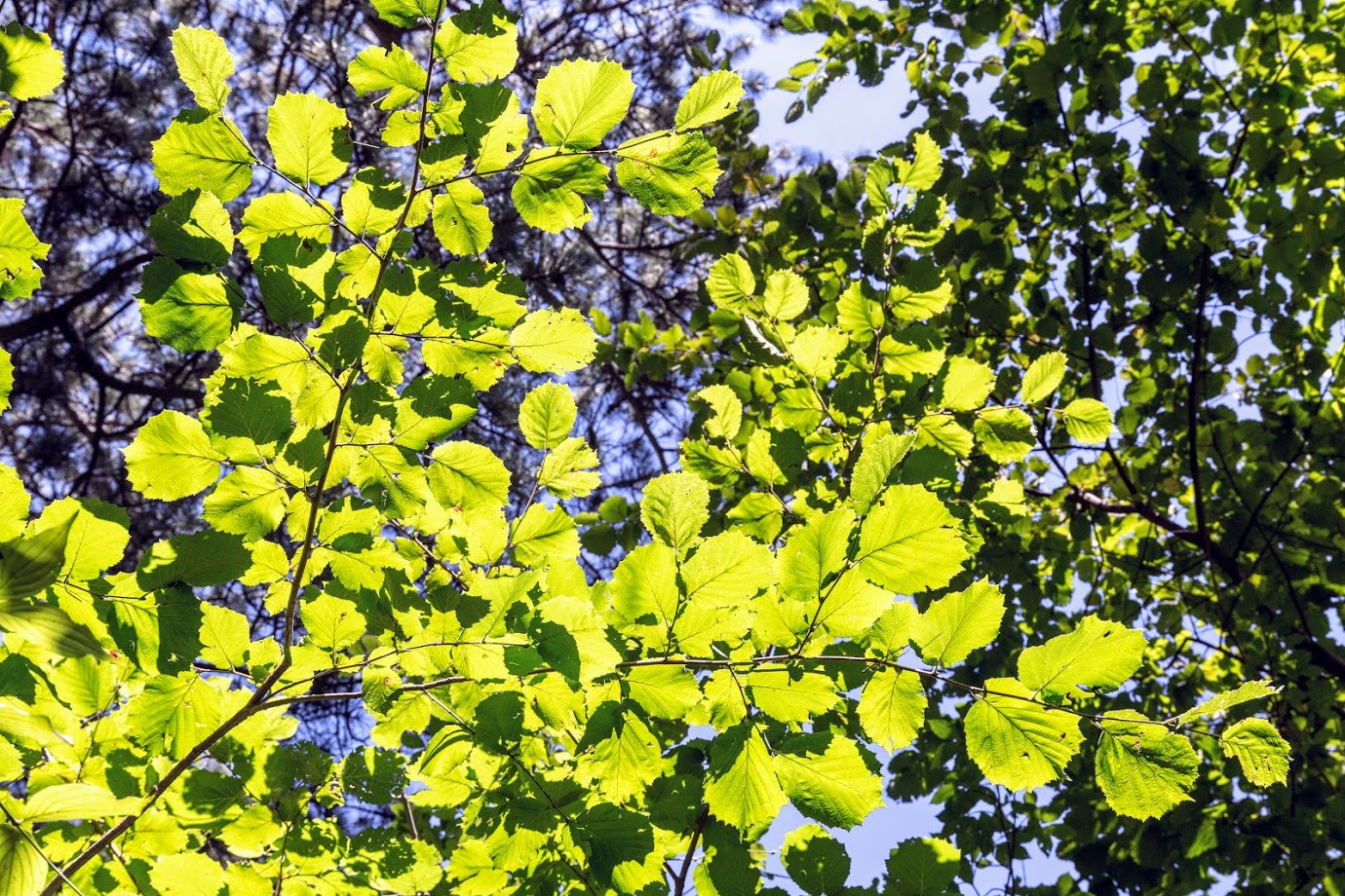 Изображение особи Corylus avellana.