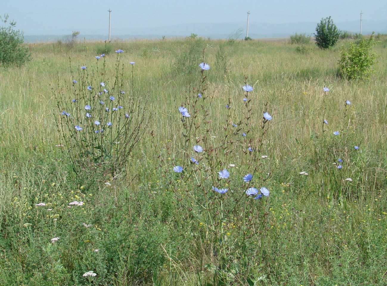 Image of Cichorium intybus specimen.