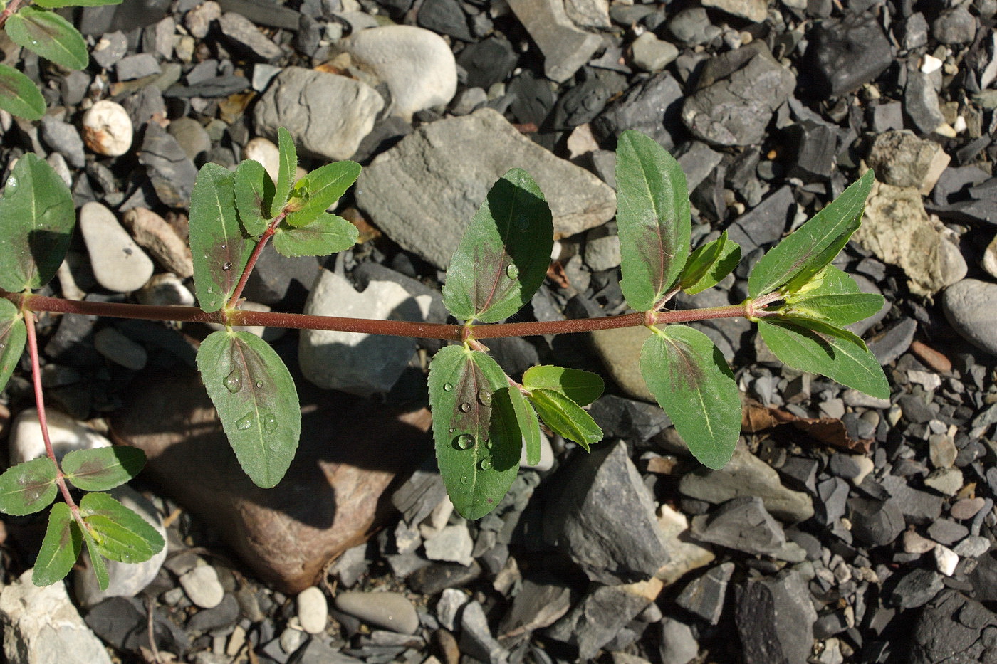 Image of Euphorbia nutans specimen.