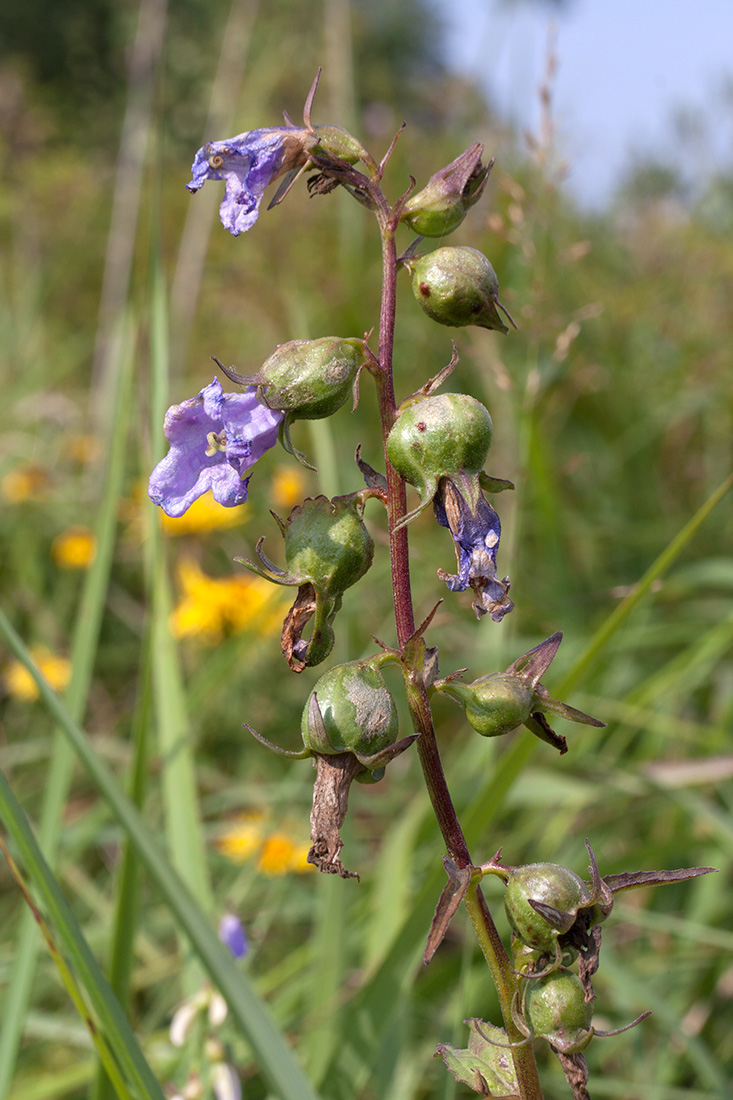 Image of Campanula rapunculoides specimen.