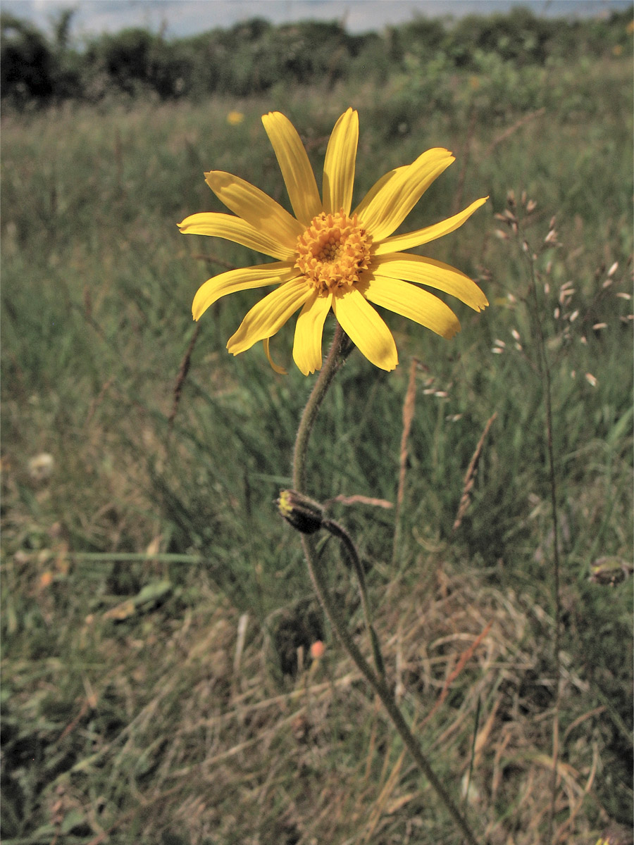 Image of Arnica montana specimen.