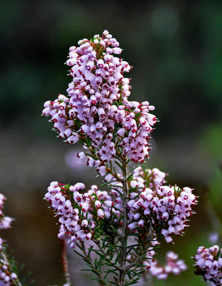 Изображение особи Erica manipuliflora.