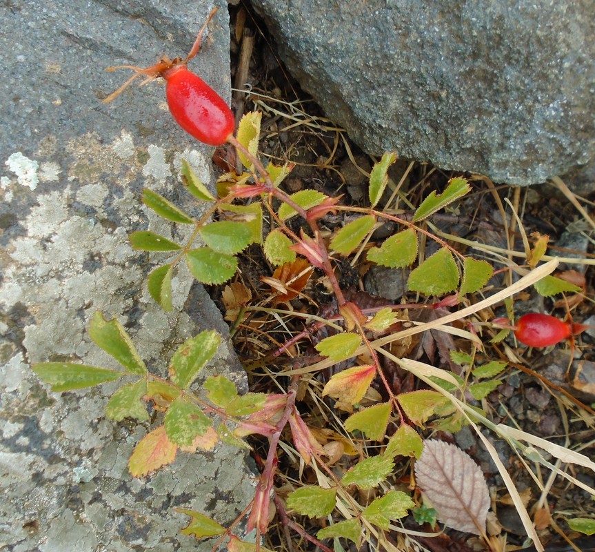 Image of genus Rosa specimen.