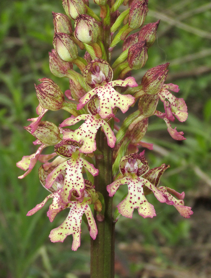 Image of Orchis &times; wulffiana specimen.