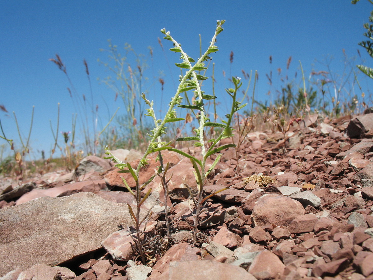 Image of Lappula sessiliflora specimen.