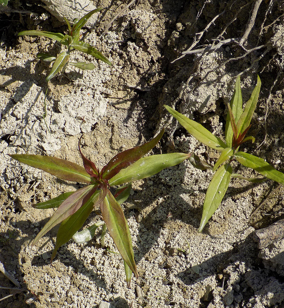 Image of Melampyrum arvense specimen.