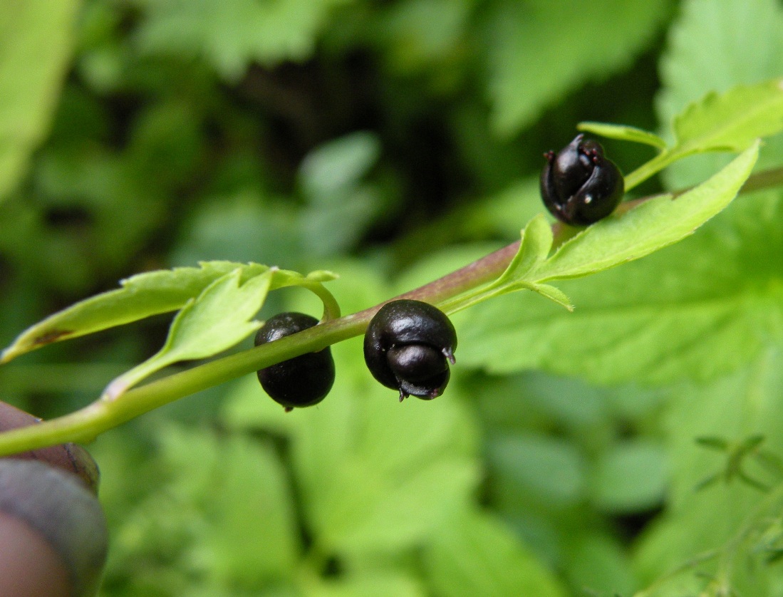 Image of Cardamine bulbifera specimen.