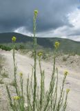 Erysimum brevistylum. Верхушка цветущего и плодоносящего растения. Кабардино-Балкария, Эльбрусский р-н, окр. г. Тырныауз, ок. 2000 м н.у.м., у дороги. 04.07.2019.