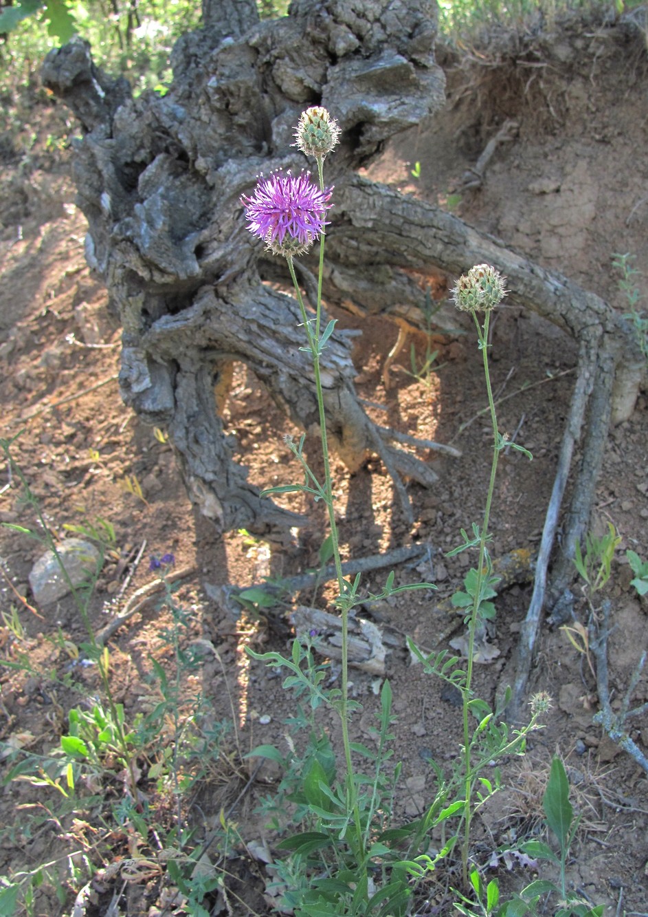 Image of Centaurea pseudoscabiosa ssp. glehnii specimen.