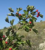 Crataegus monogyna. Ветвь со зрелыми плодами. Украина, Луганская обл., Лутугинский р-н, с. Знаменка, балка Знаменский яр, днище. 20.08.2019.