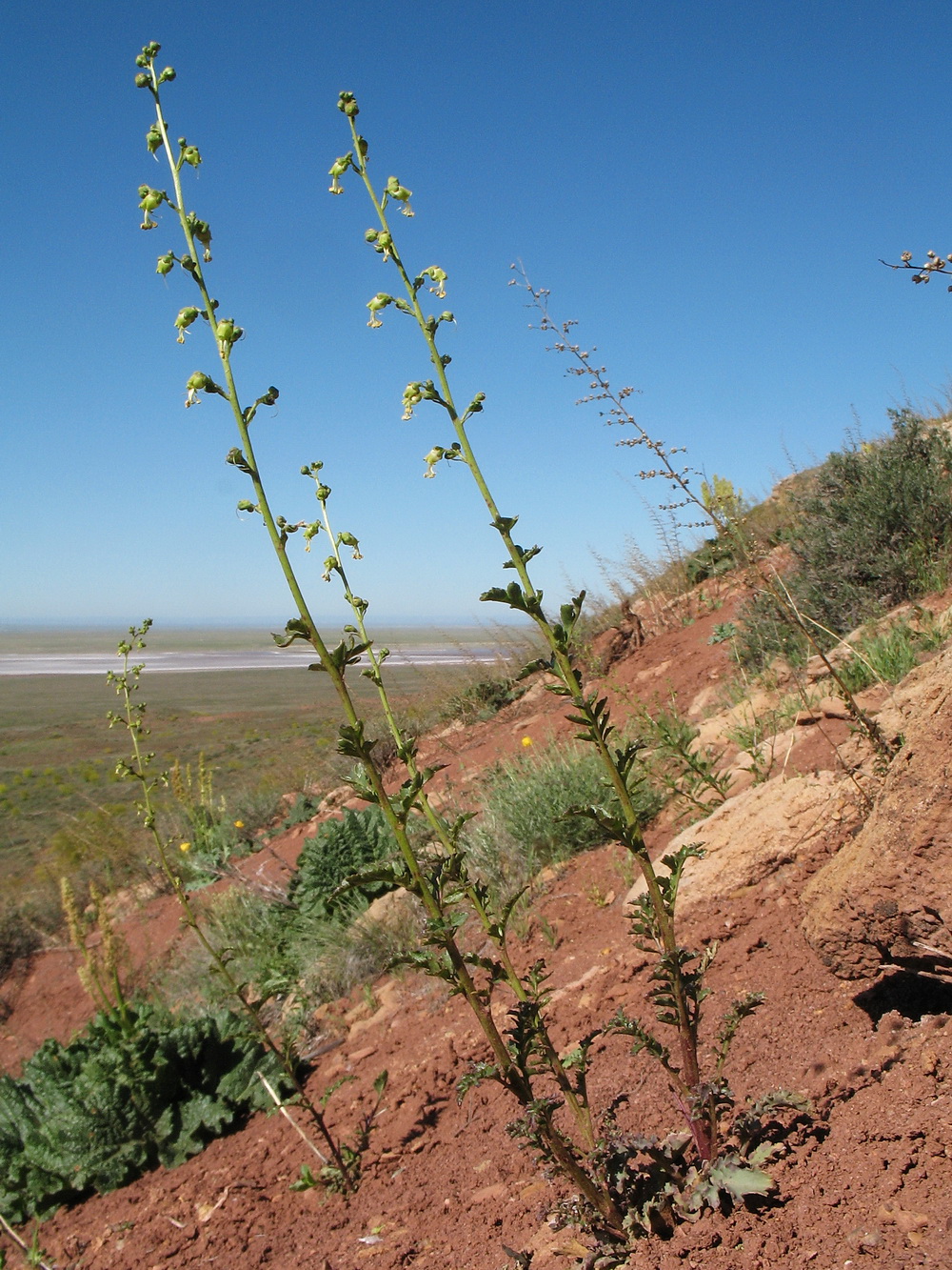 Image of Scrophularia vvedenskyi specimen.