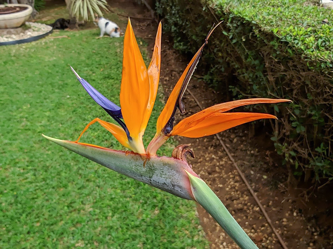 Image of Strelitzia reginae specimen.