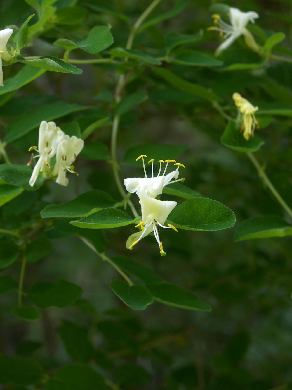 Image of Lonicera floribunda specimen.