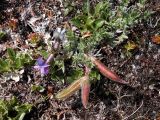 Oxytropis gorodkovii