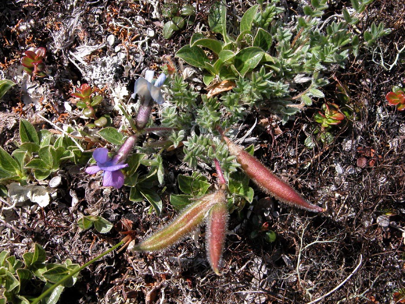 Image of Oxytropis gorodkovii specimen.