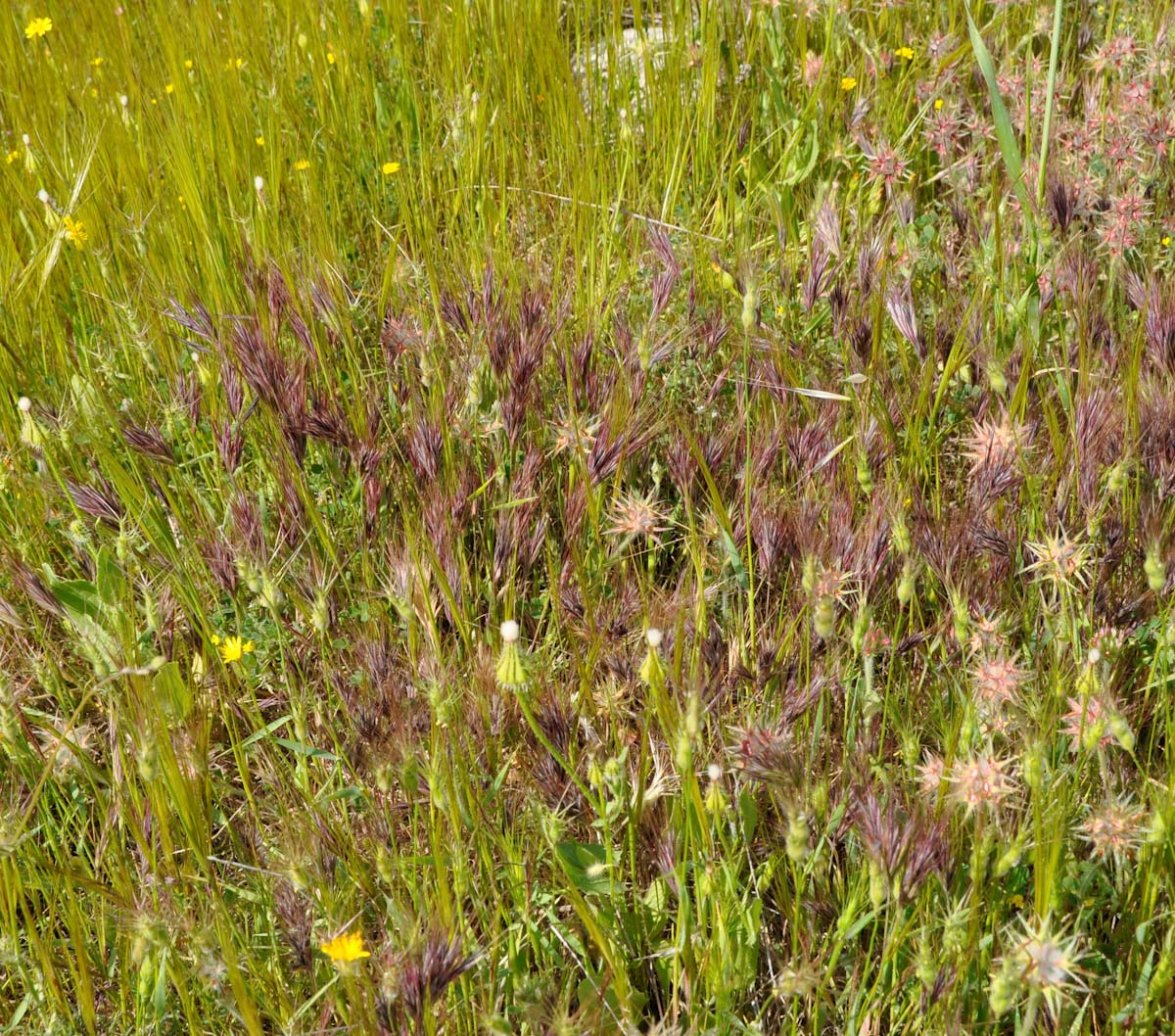 Image of Anisantha rubens specimen.