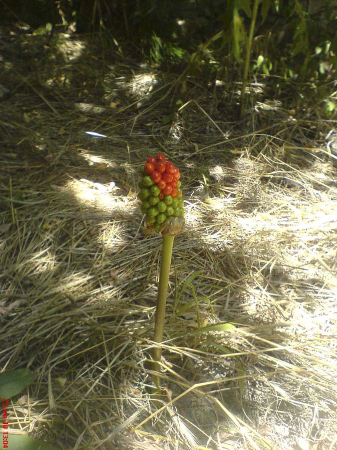 Изображение особи Arum elongatum.